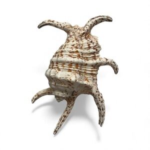 Spider Conch Harpago Chiragra Large 7 in Seashell